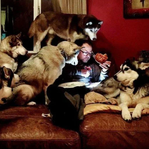 Стикер Husky - 9