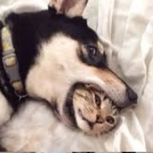 Стикер Husky - 8