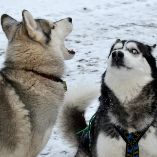 Стикер Husky - 7