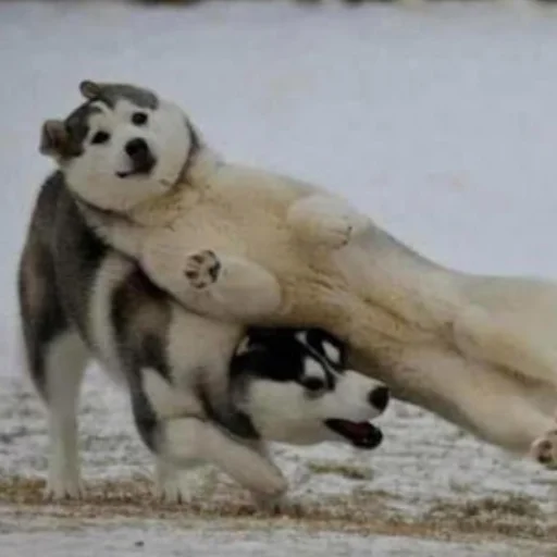 Стикер Husky - 6