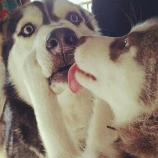 Стикер Husky - 5