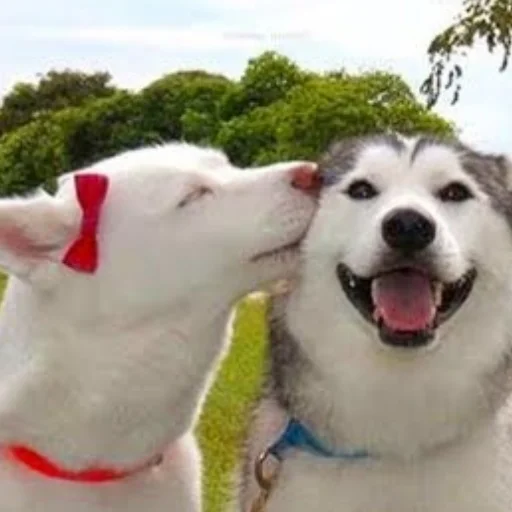 Стикер Husky - 4