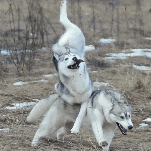 Стикер Husky - 3