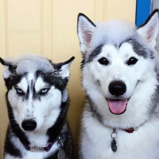 Стикер Husky - 2