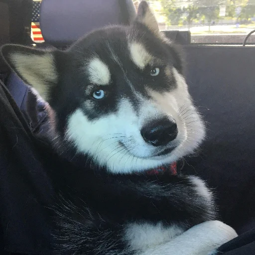 Стикер Husky - 1