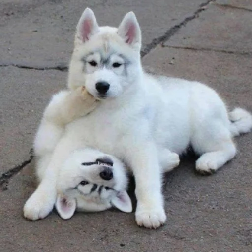 Стикер Husky - 0