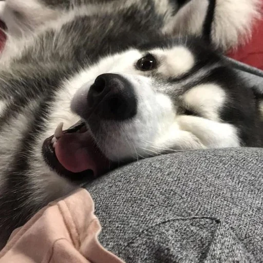 husky pet dog
