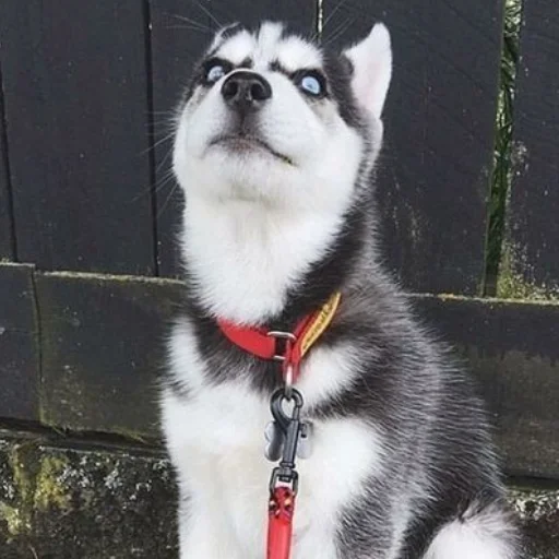 husky pet dog breed