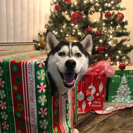 christmas tree animal tree