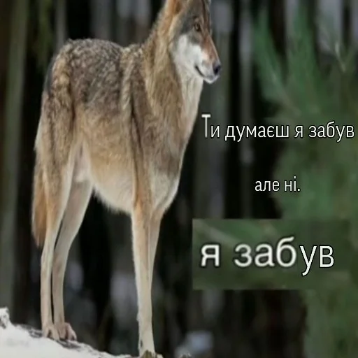 Sticker huuuuinya - 1