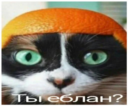 апельсин кошки малого и среднего размера СМС