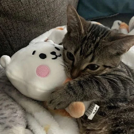 кошачьи комнатный кошки малого и среднего размера