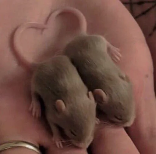 mammal animal rodent