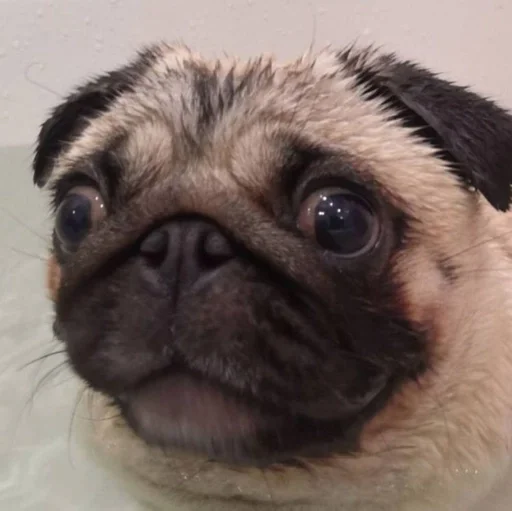 животное млекопитающее порода собак