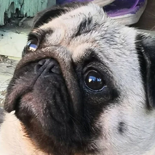 животное млекопитающее собака