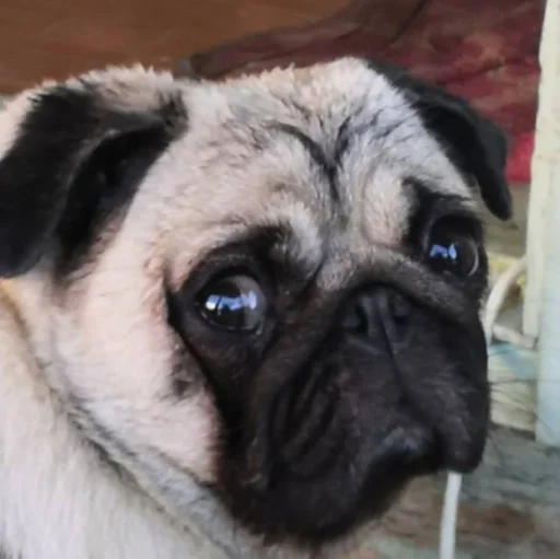 животное млекопитающее собака