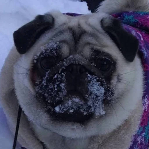 животное млекопитающее мопс