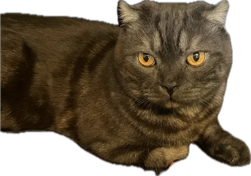 Стикер huylusha223 - 1