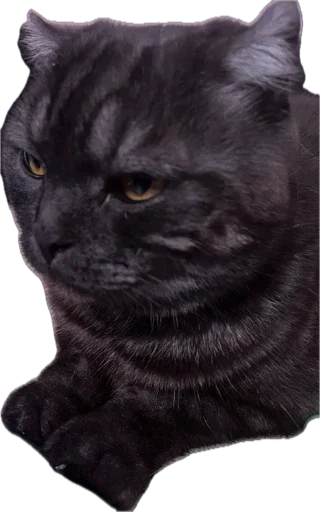 Sticker huylusha223 - 1