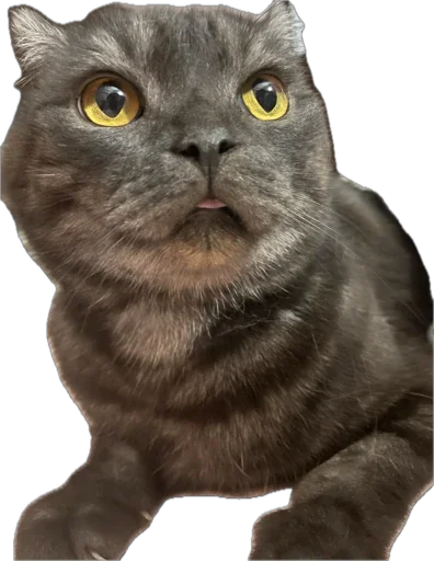 Стикер huylusha223 - 1