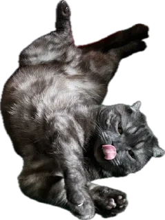 Sticker ХуйЛуШ@ - 1