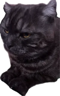 Sticker ХуйЛуШ@ - 7