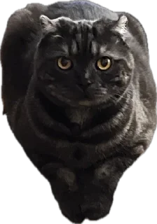 Sticker ХуйЛуШ@ - 4