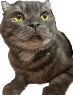 Sticker ХуйЛуШ@ - 2