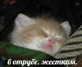 Стикер хуйня ярослава владимировича - 2