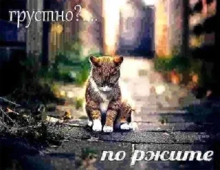 Стикер хуйня ярослава владимировича 2 - 2