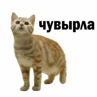 Стикер Больше стиков тут: @stikery4 - 11