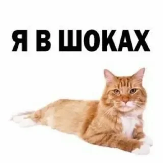 Стикер Больше стиков тут: @stikery4 - 2