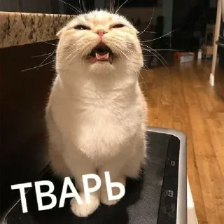 Стикер Больше стиков тут: @stikery4 - 1