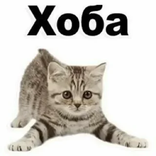 Стикер Больше стиков тут: @stikery4 - 3