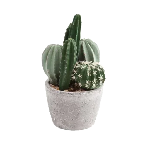 растение кактус цветочный горшок