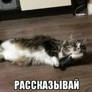 Sticker Больше стикеров тут: @stickers_memy - 9