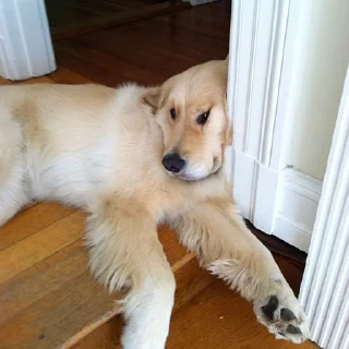 Стикер Nephilim - 7