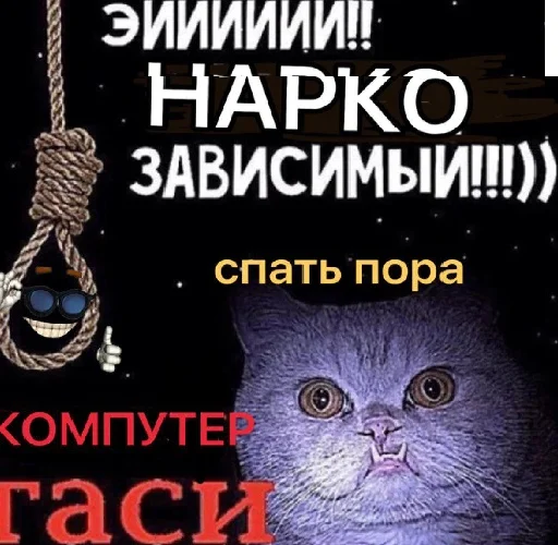 СМС кошка животное