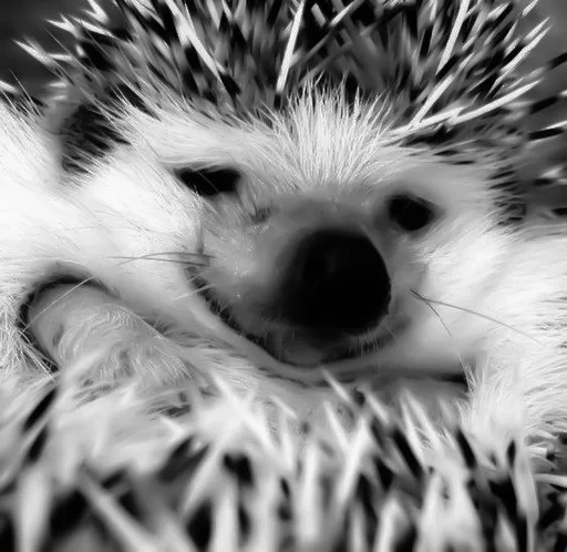 animal mammal hedgehog