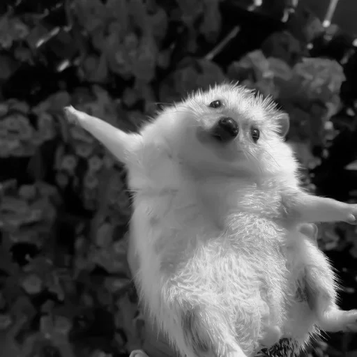 mammal animal black and white