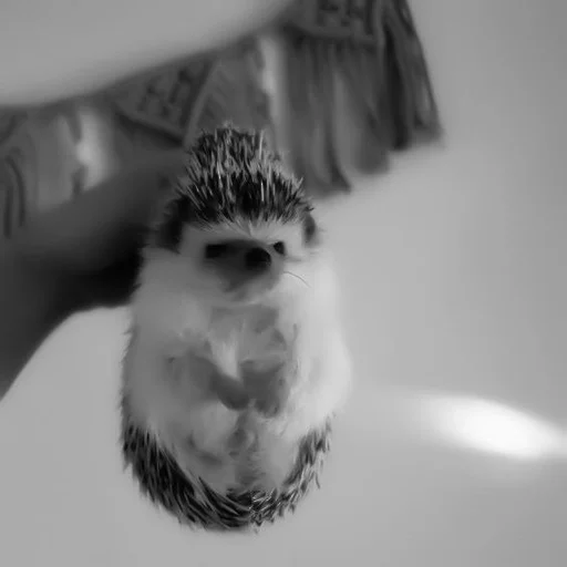 black and white human beard man