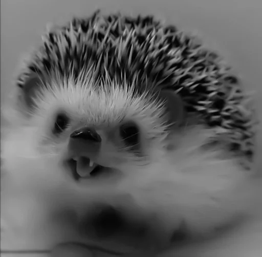animal mammal hedgehog