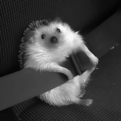 ёжики @jungkookxw :: @fStikBot - animal