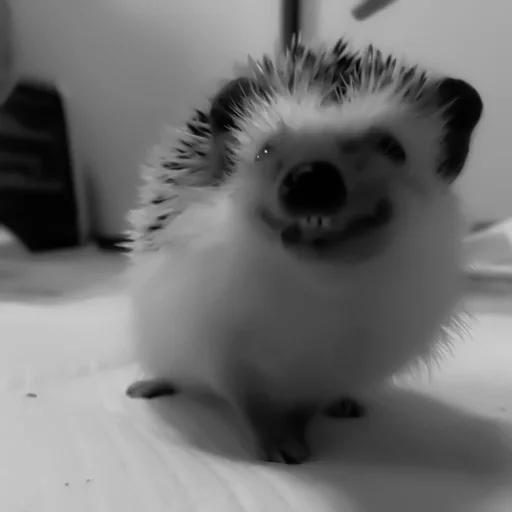 animal mammal indoor