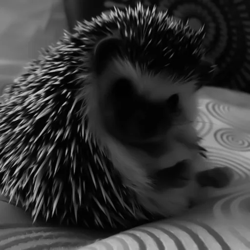 animal mammal porcupine