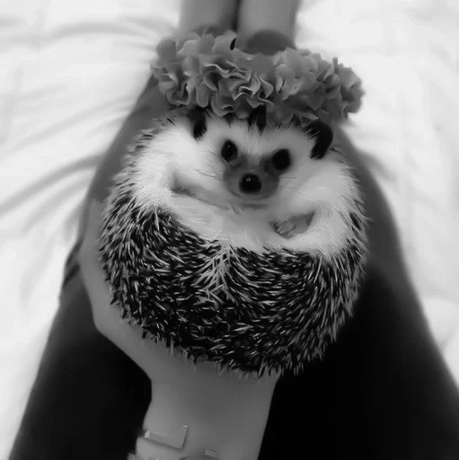 mammal animal black and white