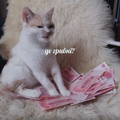 кошки малого и среднего размера кошачьи животное