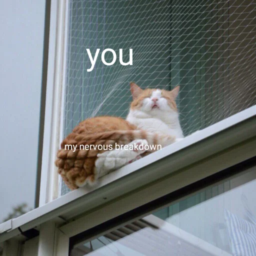 кошка здание кошки малого и среднего размера