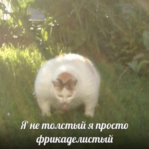 mammal animal domestic cat