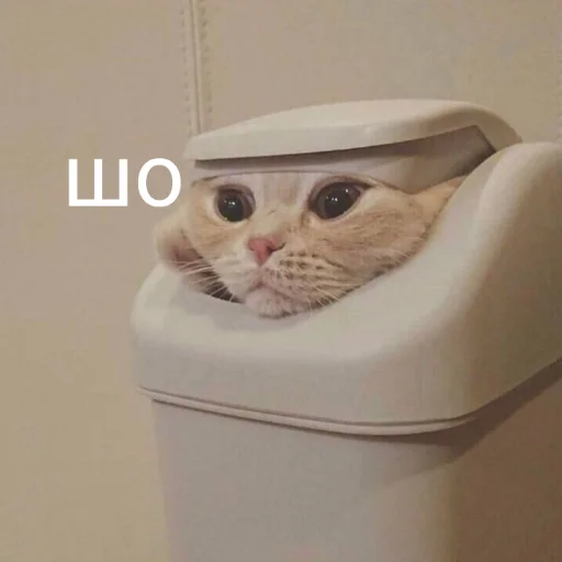 cat animal small to medium-sized cats